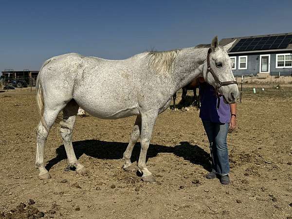 jumper-stallion-oldenburg-warmblood-horse