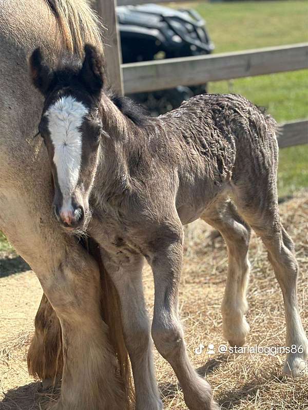 black-sabino-ghra-gvhs-colt