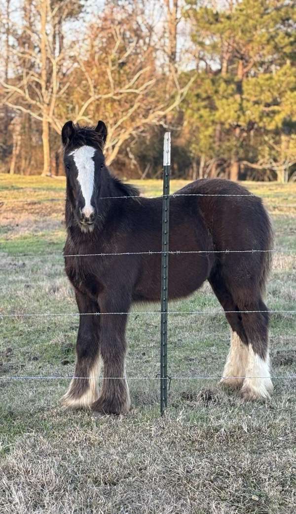 black-sabino-ghra-gvhs-colt