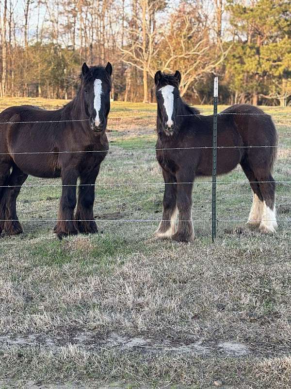 black-pearl-horse