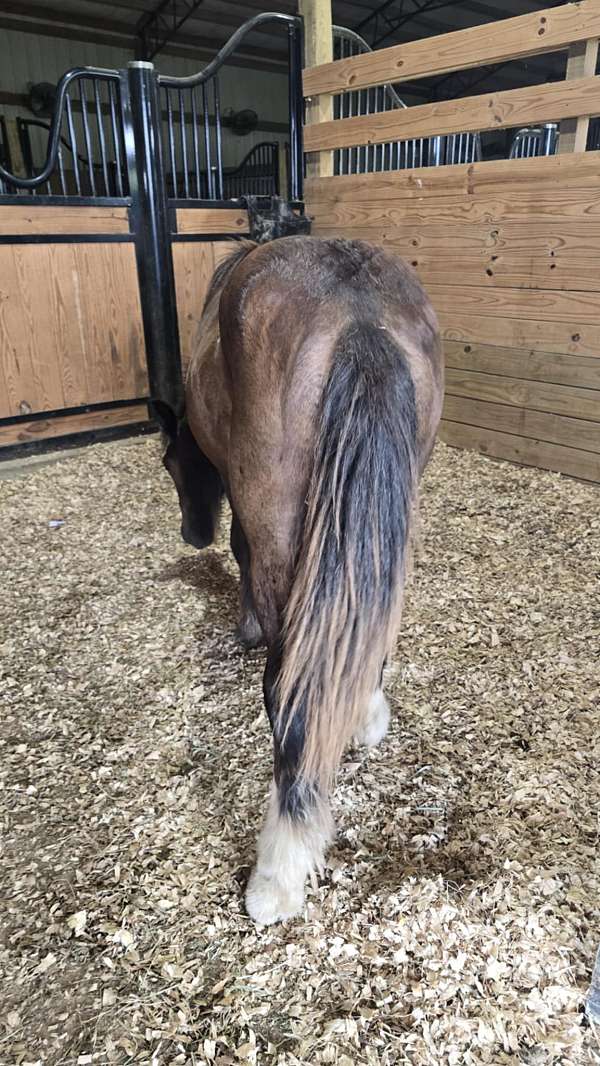 registerable-gypsy-vanner-horse