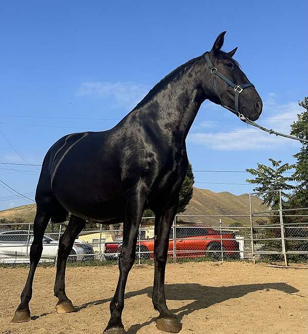 black-andalusian-mare