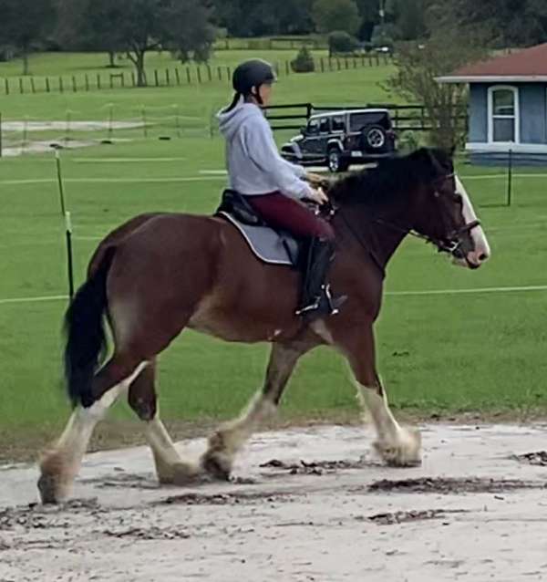 a-little-white-on-hind-foot-horse