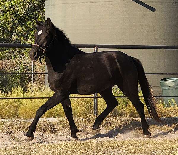 friesian-gelding