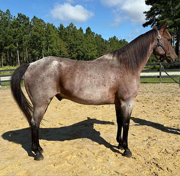 bay-roan-quarter-horse-gelding