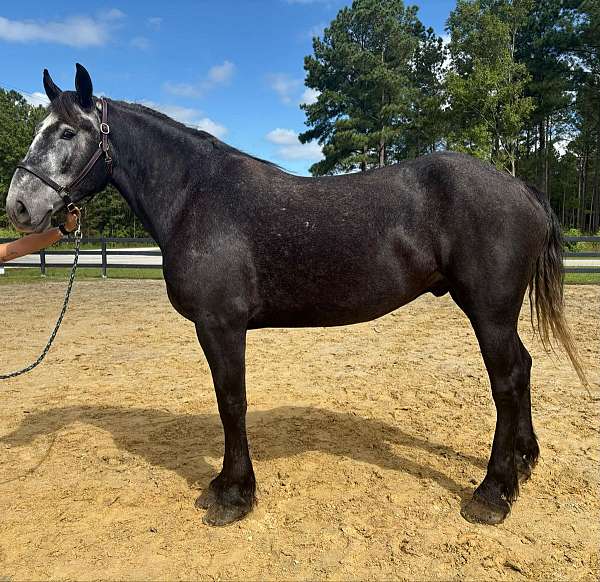 grey-percheron-gelding