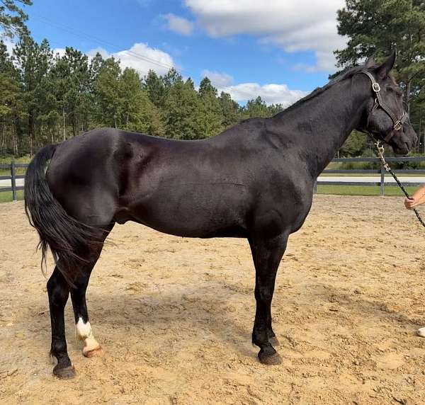 black-quarter-horse-gelding