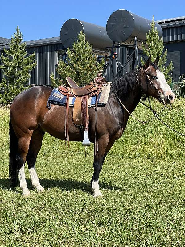 blue-eyed-quarter-horse