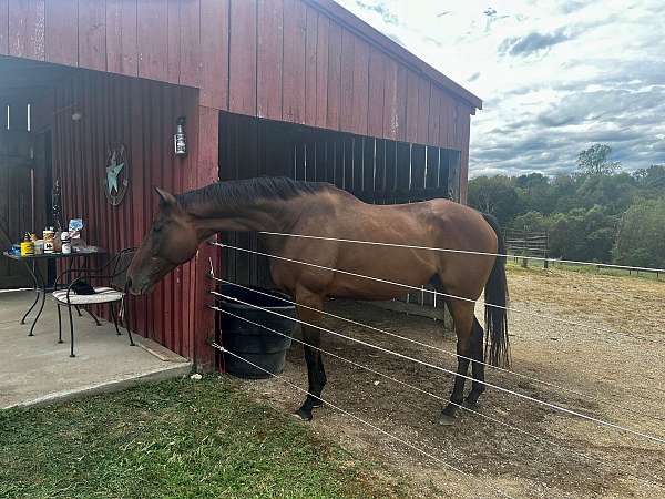 white-marks-on-face-horse