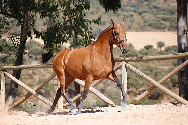 ancce-pre-foal