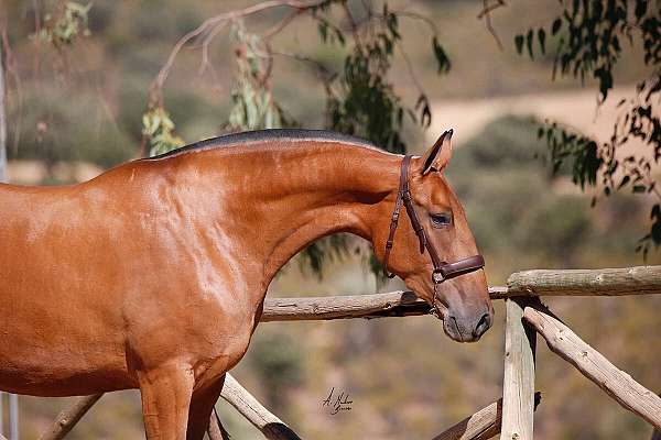 bay-andalusian-mare