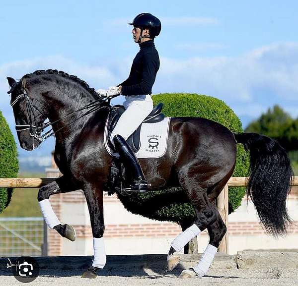 16-hand-andalusian-mare