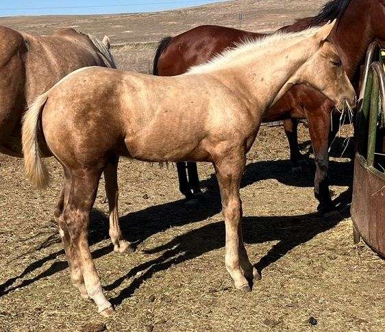 palomino-blaze-right-hind-sock-horse