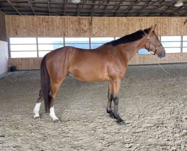 working-equitation-holsteiner-horse