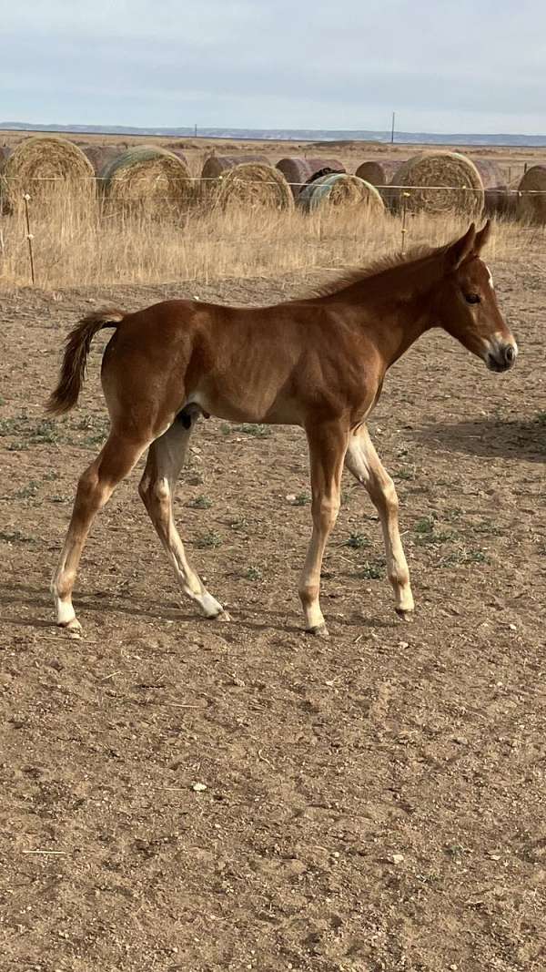 star-2-hind-pastern-socks-horse