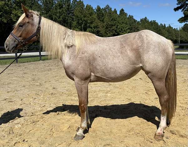 red-roan-roan-draft-for-sale