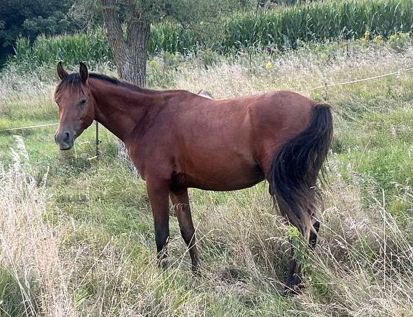 native-arabian-horse