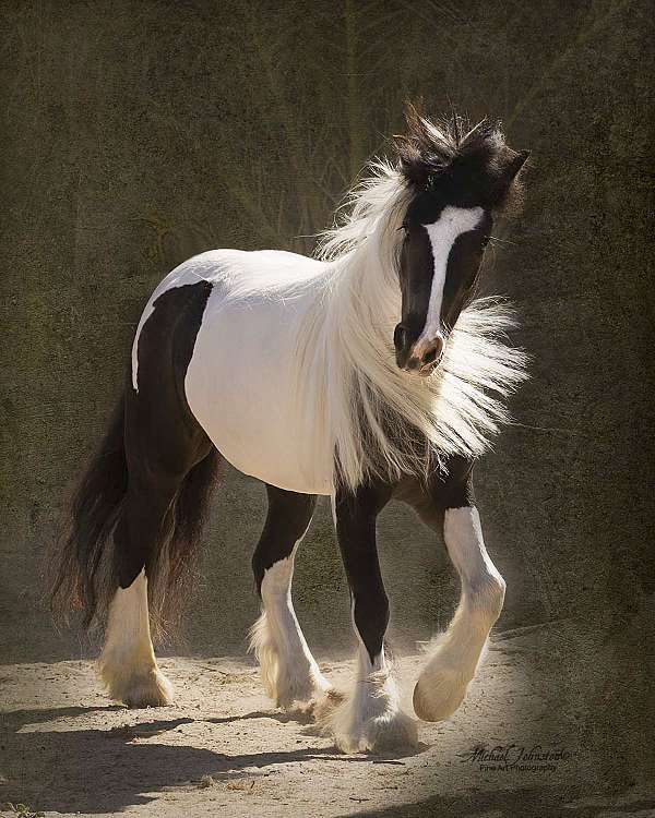 blaze-miniature-horse