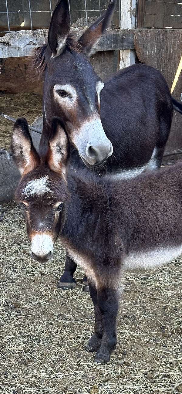 donkey-miniature-male-foal