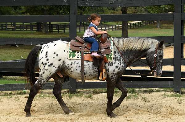 gentle-poa-pony