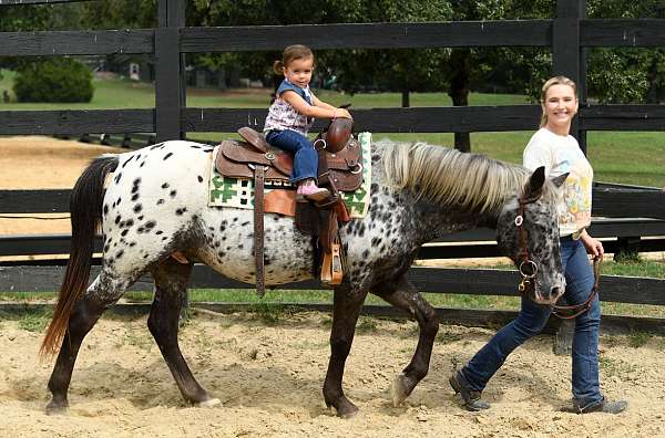 athletic-poa-pony