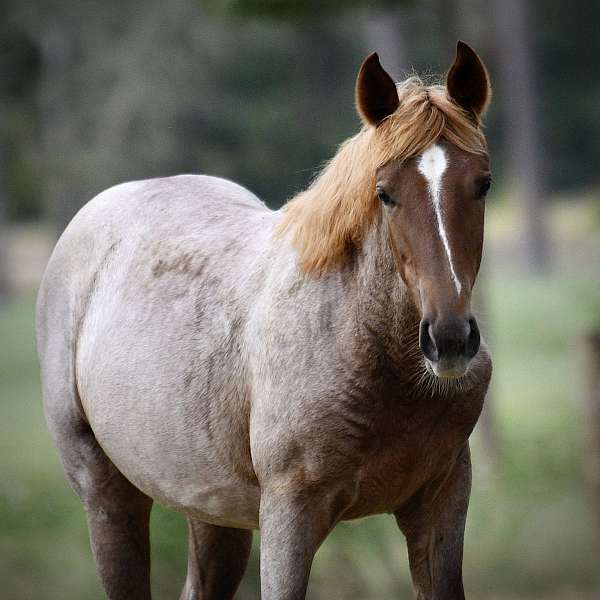 red-roan-tennessee-walking-filly