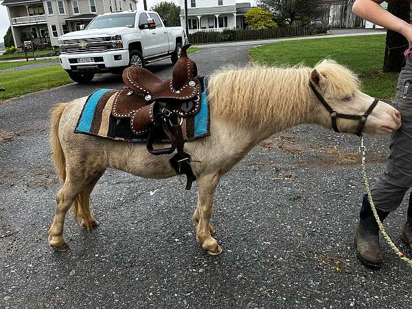 shetland-pony-gelding