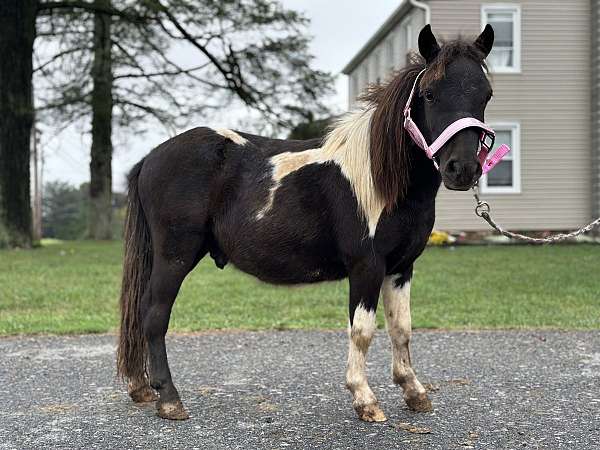 miniature-gelding