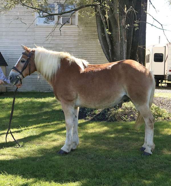 all-around-haflinger-horse