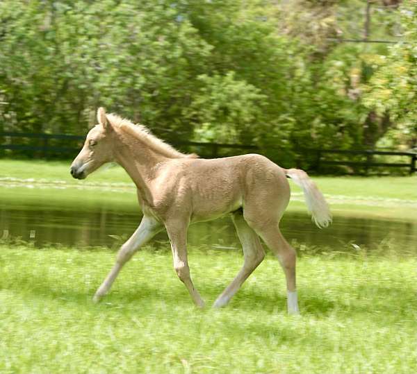 tennessee-walking-colt