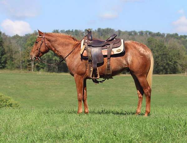 appaloosa-gelding