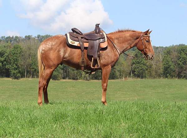 appaloosa-horse-for-sale