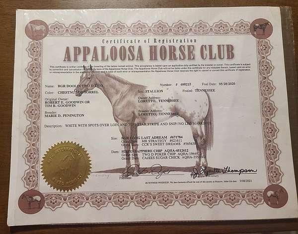 appaloosa-horse