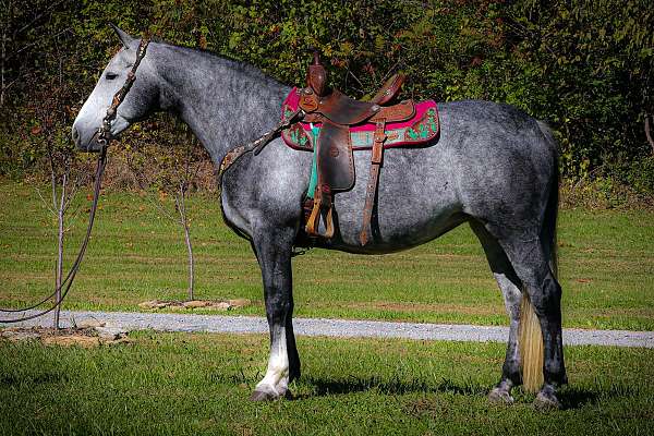 all-around-warmblood-horse