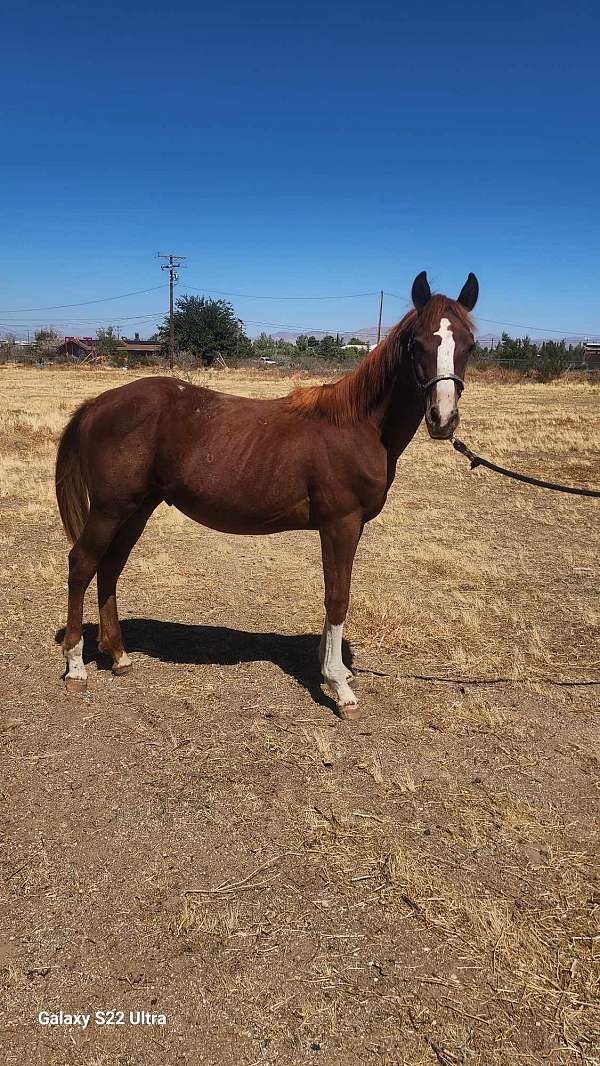 speckled-blaze-socks-horse