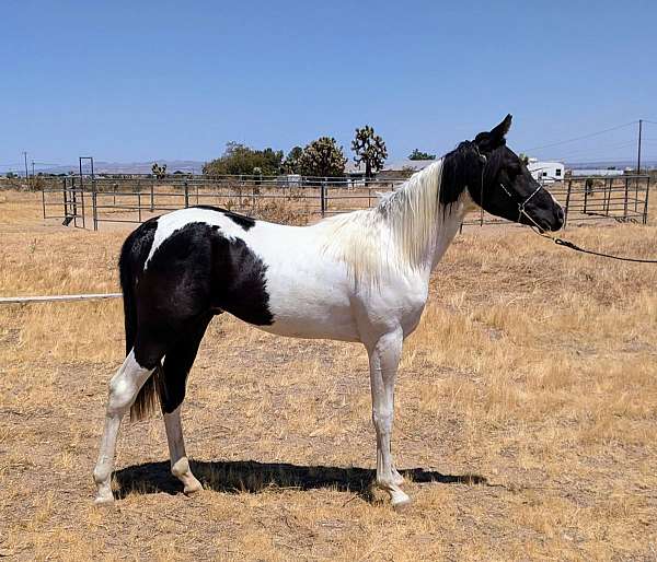 black-aaha-yearling