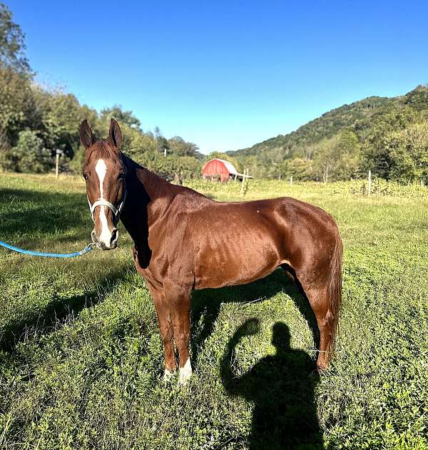 blaze-socks-on-all-4-horse