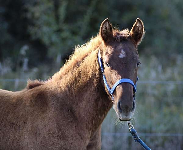 dun-aqha-nrha-filly-stallion