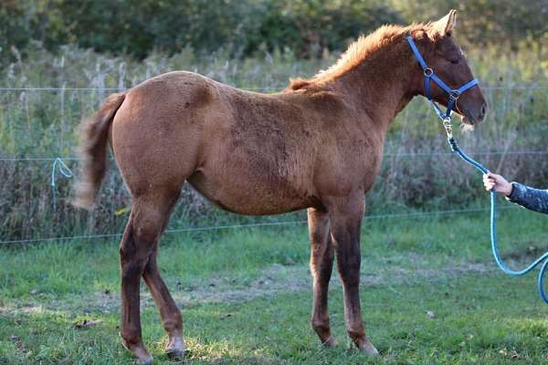 aqha-nrha-filly-stallion