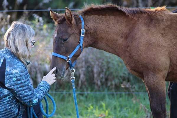 aqha-nrha-filly-stallion