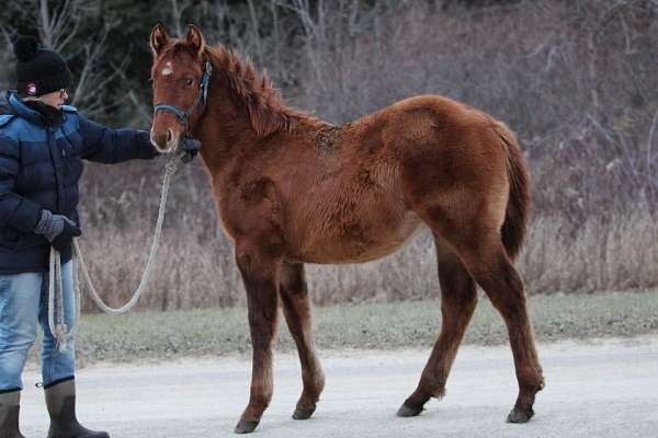 dun-aqha-nrha-filly-stallion