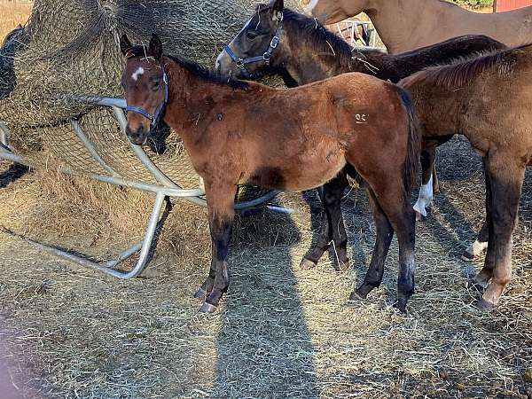 buckskin-star-strip-snip-2-socks-horse