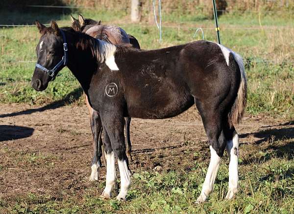 buckskin-star-strip-snip-2-socks-horse