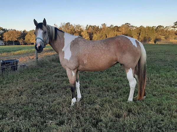 paint-horse-for-sale