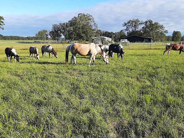 breeding-mare-broodmare