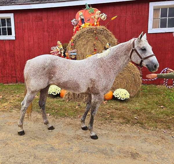 grey-all-around-horse