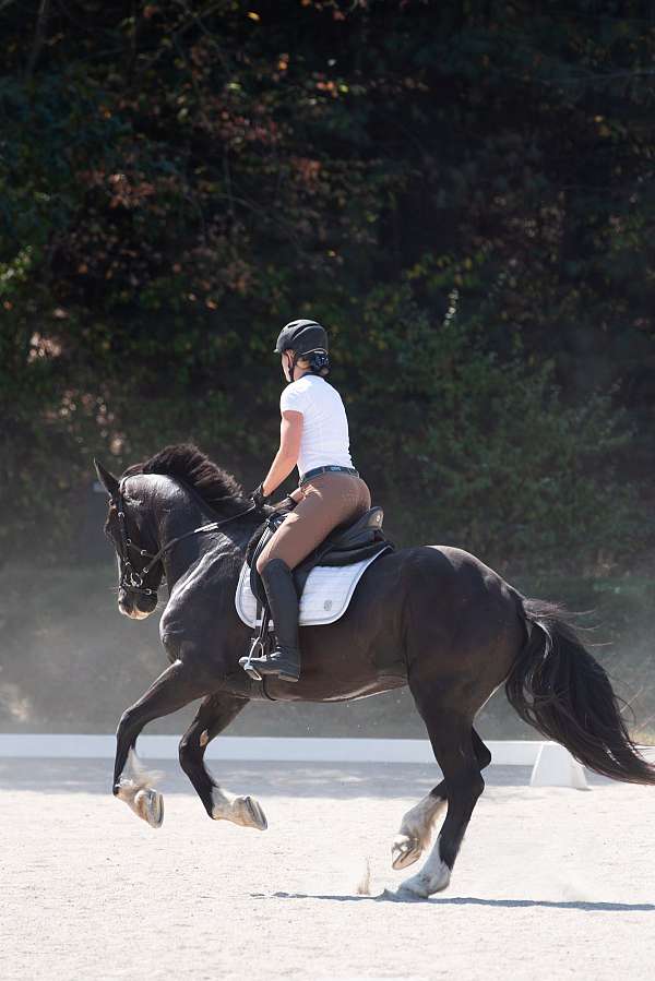 dressage-shire-thoroughbred-horse