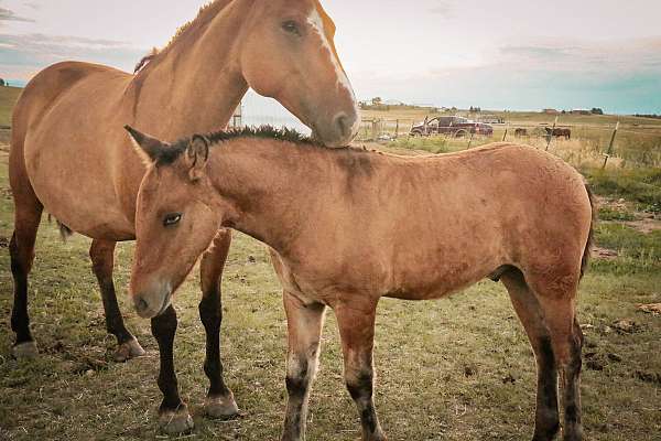 dun-w-blk-points-weanling