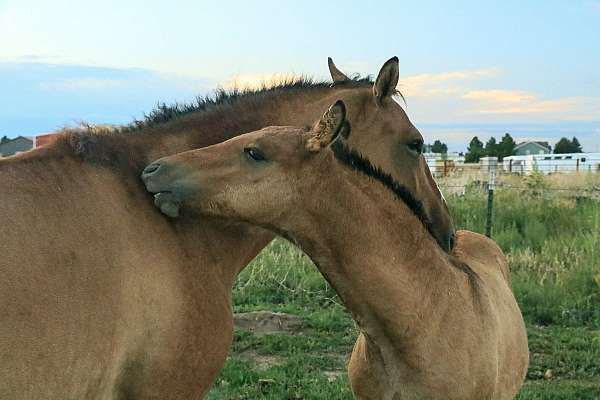 bay-dun-curly-friesian-colt