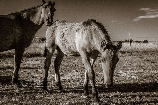 bay-dun-abcr-icho-horse